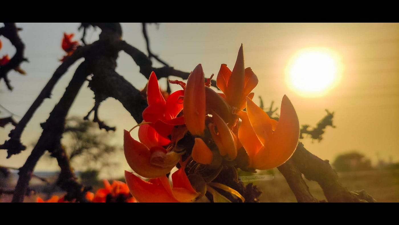 परसा के फूल — A Nostalgic Memory with Palash Tree