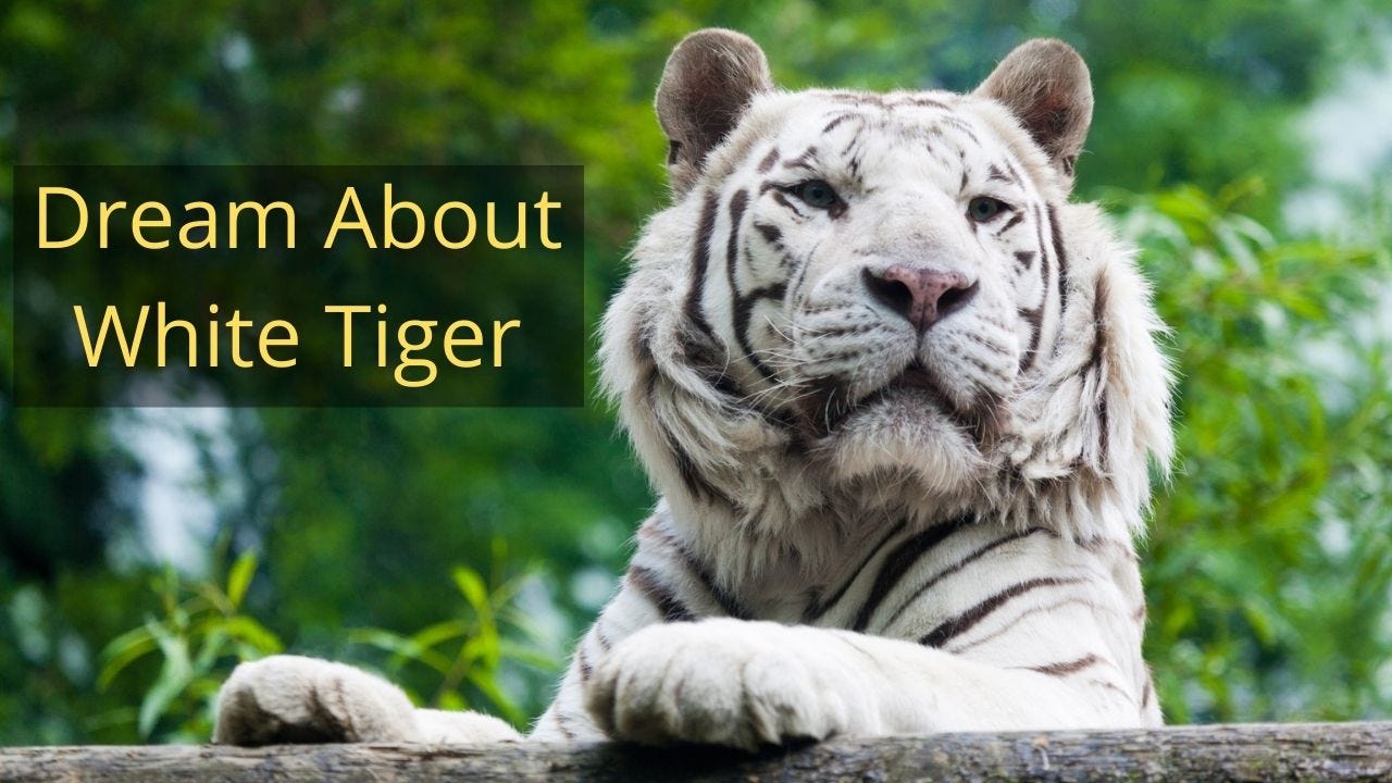 White Tigers: Facts, Threats, & Conservation