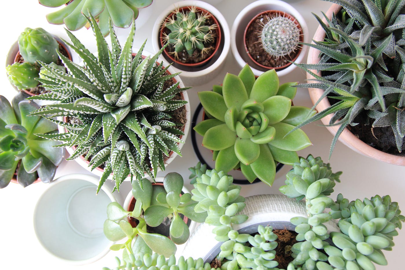 11 poisonous succulents that might be growing in your home right now | by  Jimmy Candou | Medium