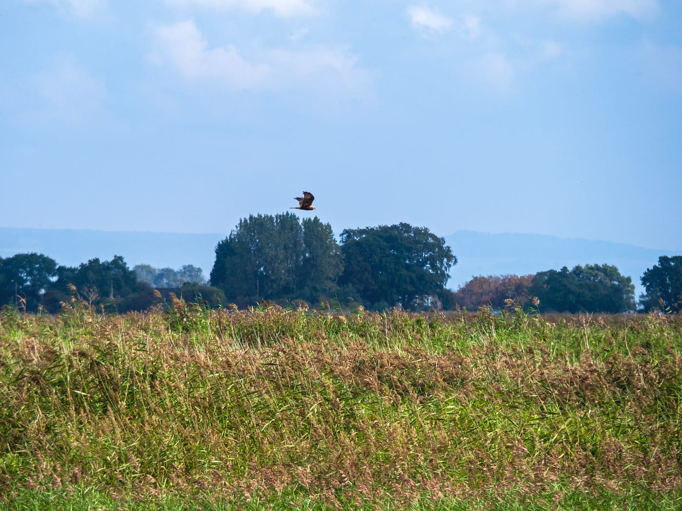 A marsh harrier hunting over a reedbed at Blacktoft Sands, East Yorkshire (Photo by Author)