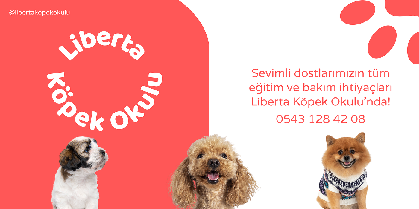 Yavru Köpeğinizin Haftalara Göre Gün Gün Gelişimi 🐾