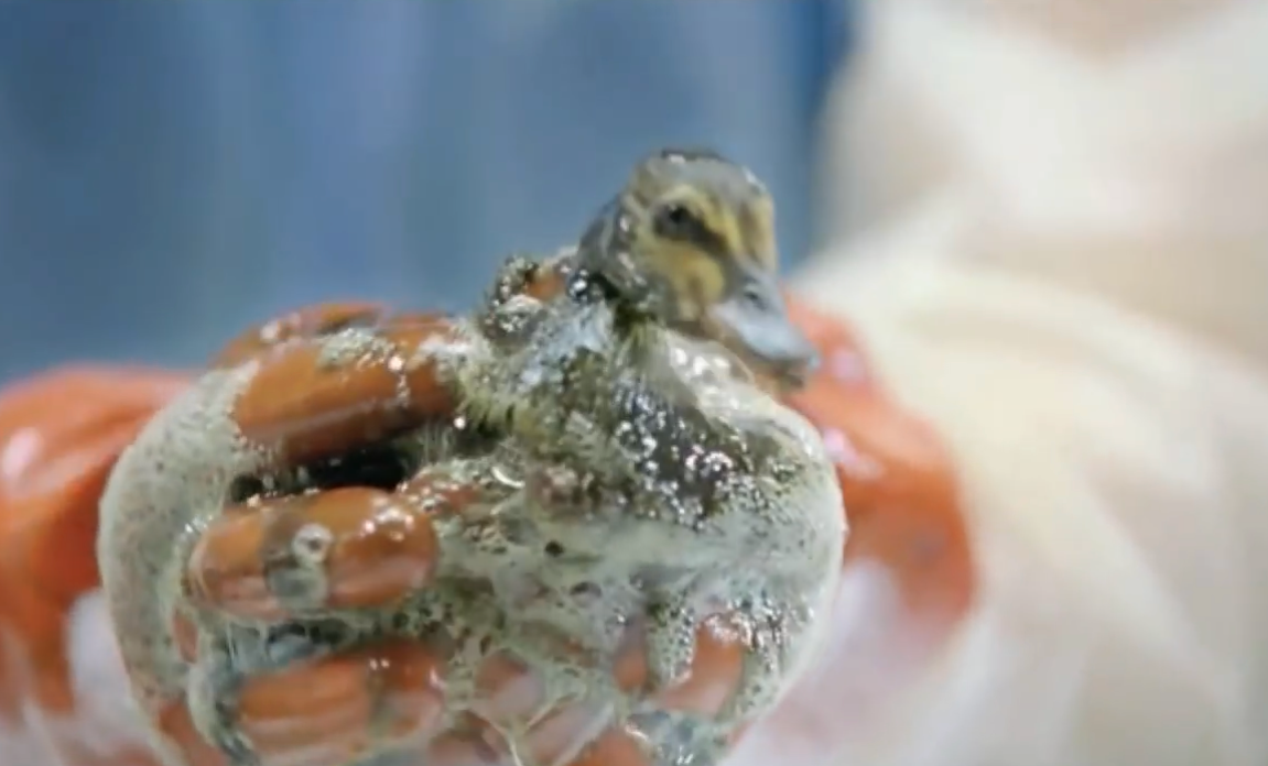 Dawn dish soap is used to clean animal after oil spills