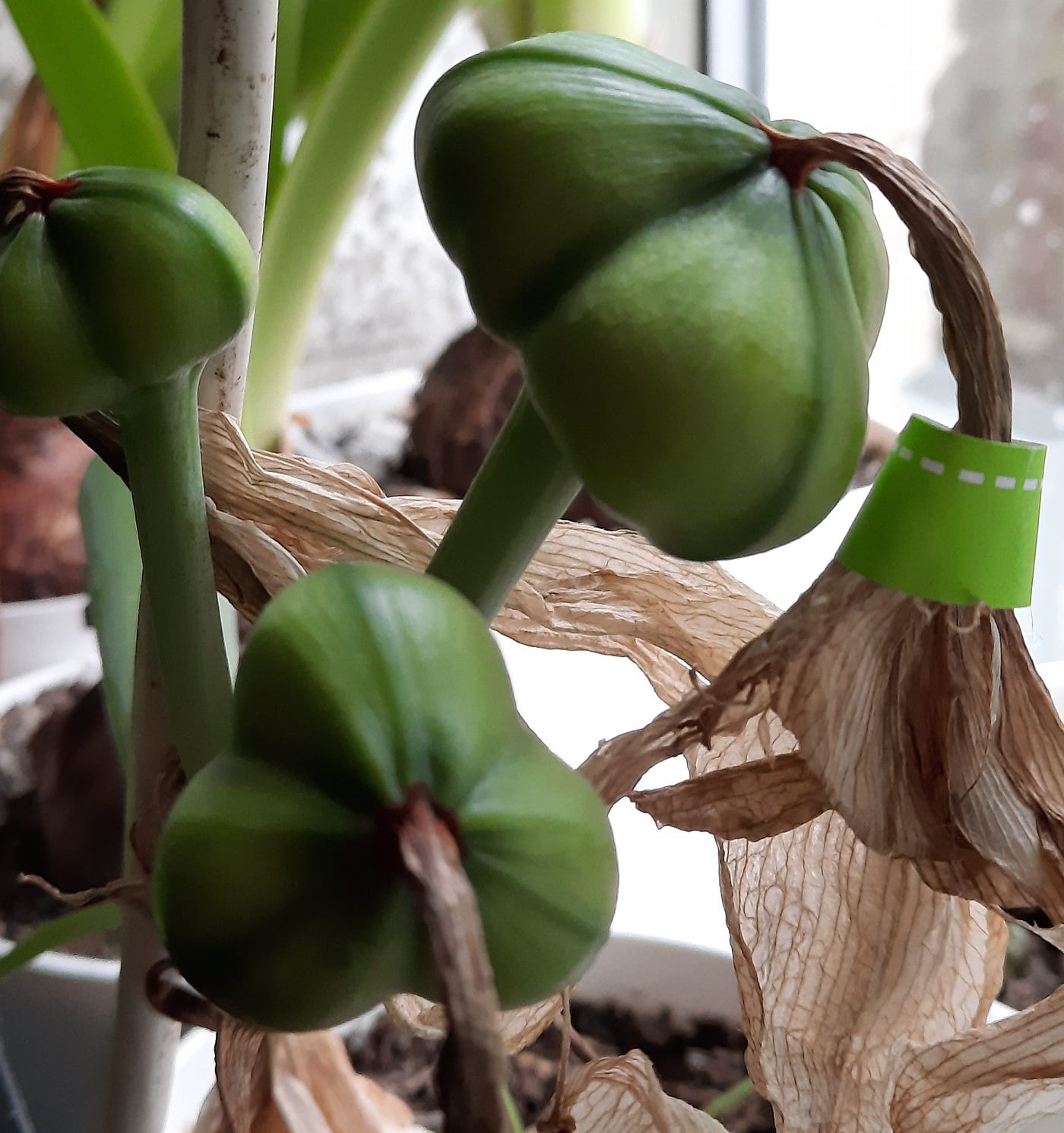 How I Grew My Own Amaryllis From Seed | by Lou Procter | Medium