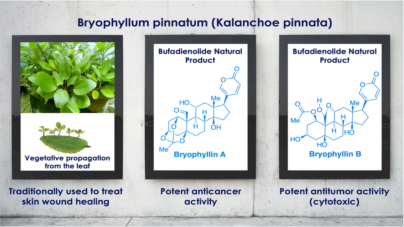 Vegetative Propagation In Bryophyllum