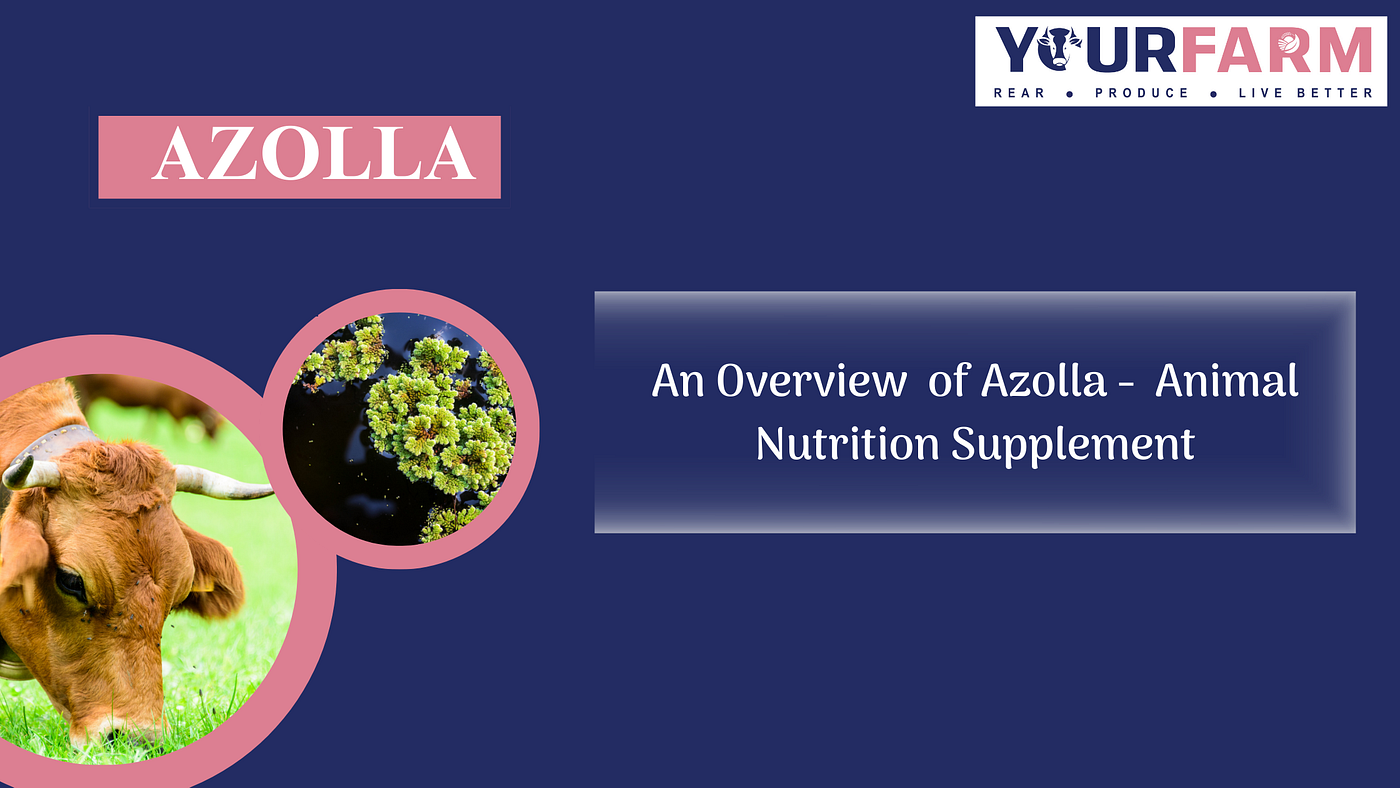 Unlocking the Potential: Uses of Azolla as an Revolutionary Animal Nutrition Supplement