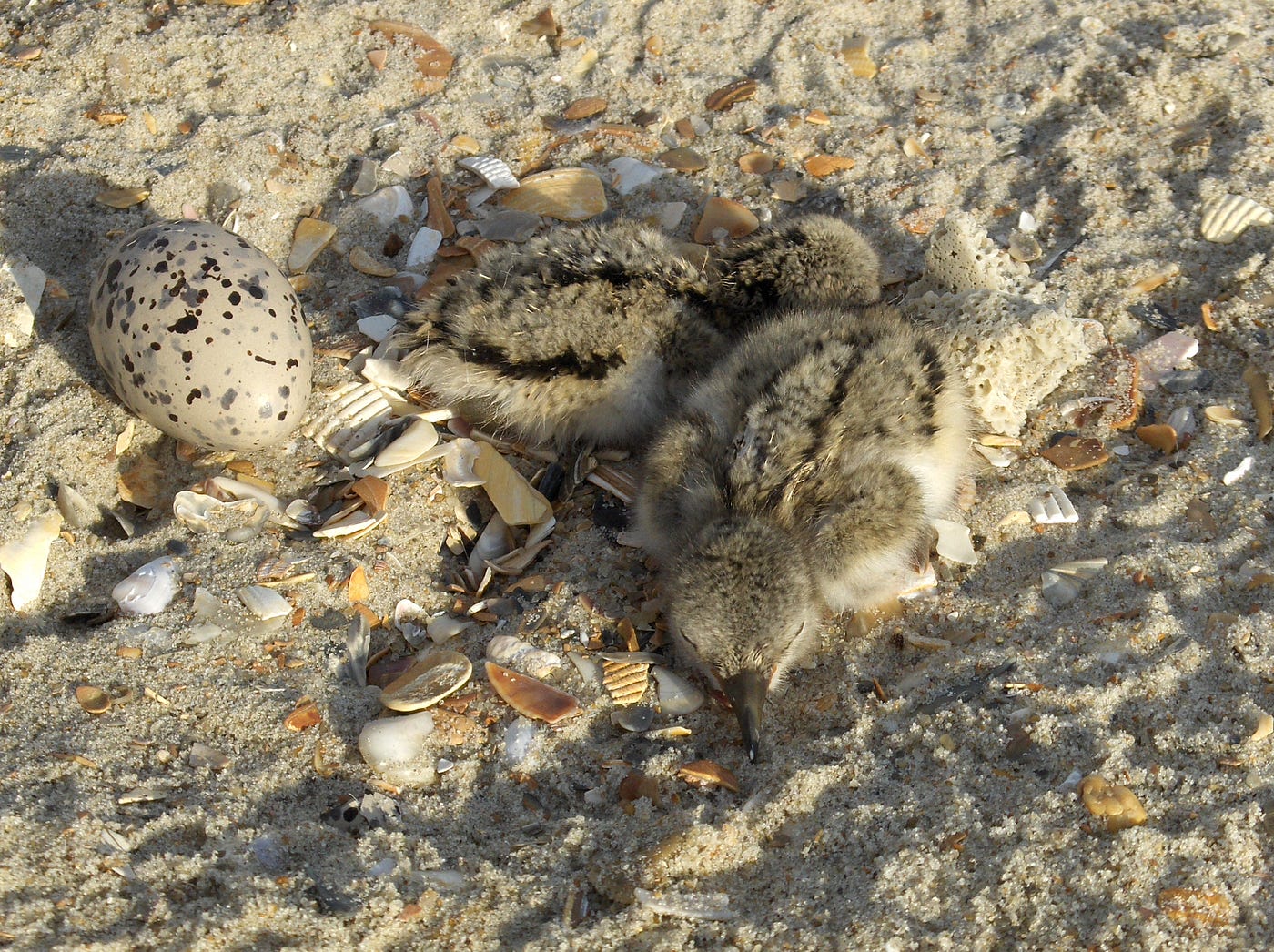 Oystercatcher Conservation Project - Conserve Wildlife Foudation of New  Jersey