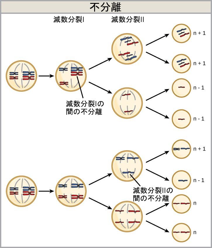 遺伝と人間 生物学 第2版 — 第13章 遺伝の現代的な理解 —. Japanese