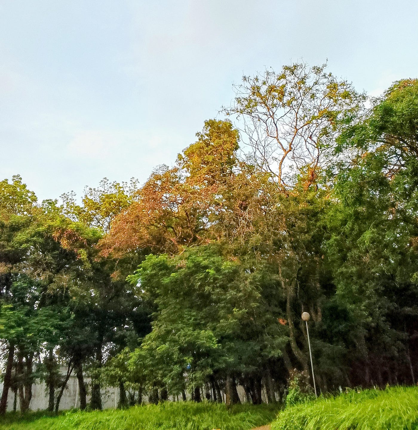 POHON EMAS