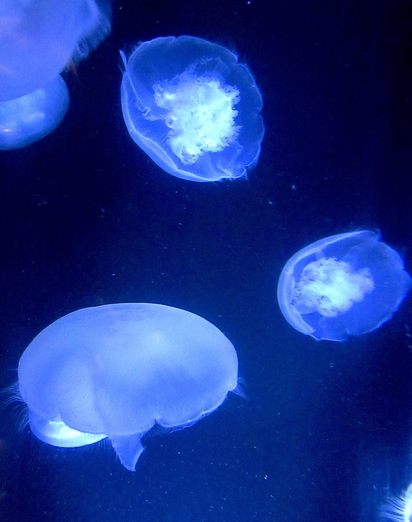 Magical Moon Jellies. The book, 50 Ways to Save the Ocean… | by