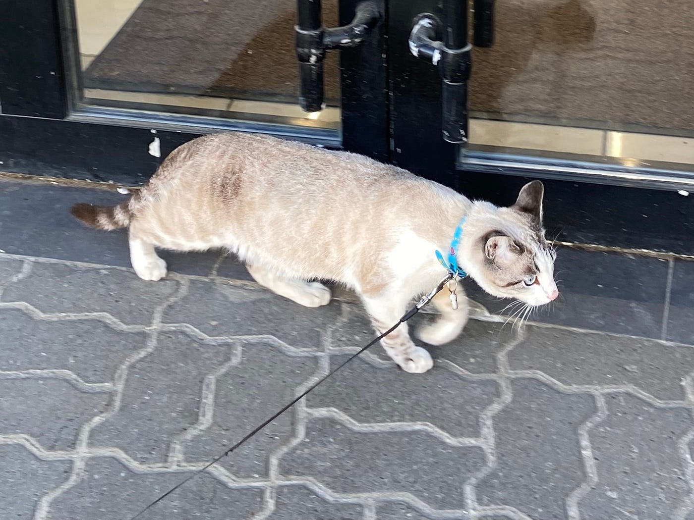 遛貓咪🐱