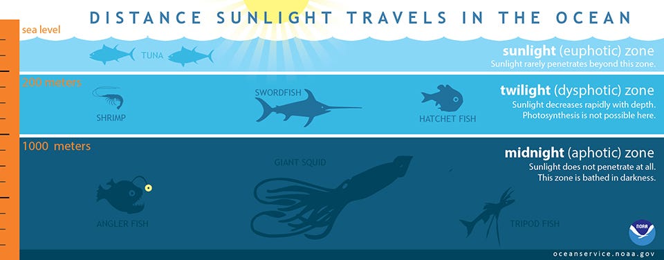 This Deep-Sea Fish Has the Most Types of Opsins Among Vertebrates