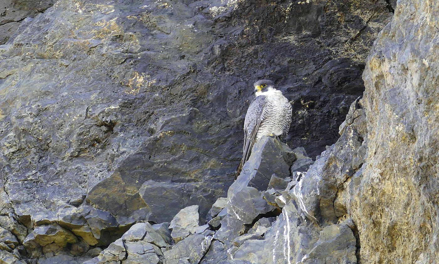 Protecting Washington’s cliff-nesting raptors through shared stewardship
