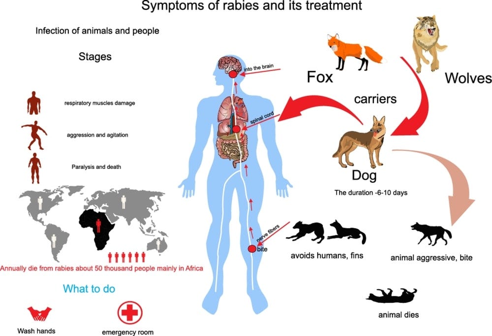 Rabies Symptoms Causes Treatment And Prevention By 58 OFF