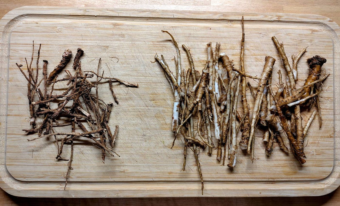 Some dried and some fresh dandelion roots.