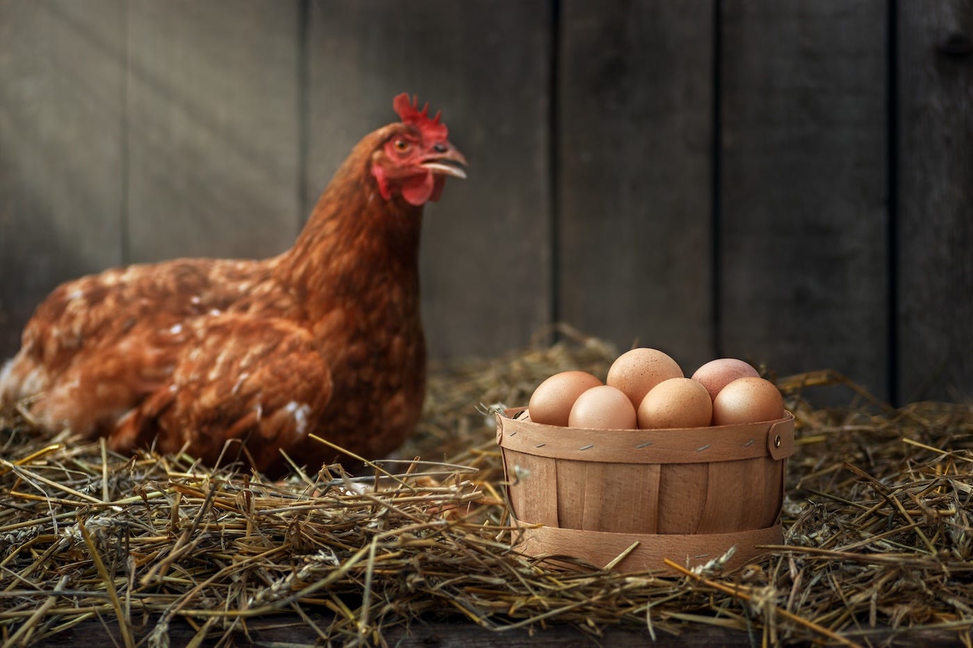 Are Backyard Eggs Safe from Bird Flu? Essential Safety Tips