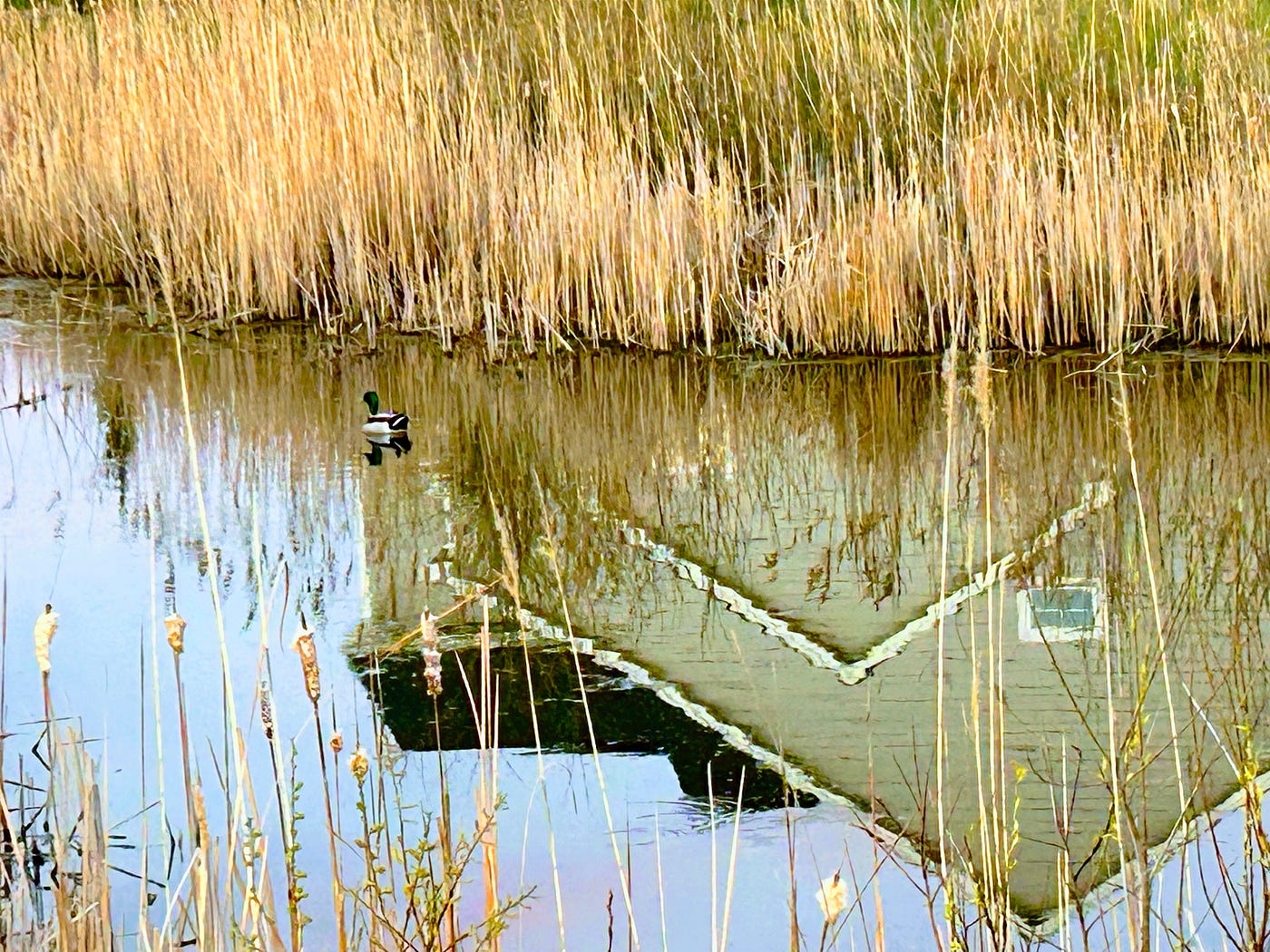 A duck shatters the house. Photo by Author