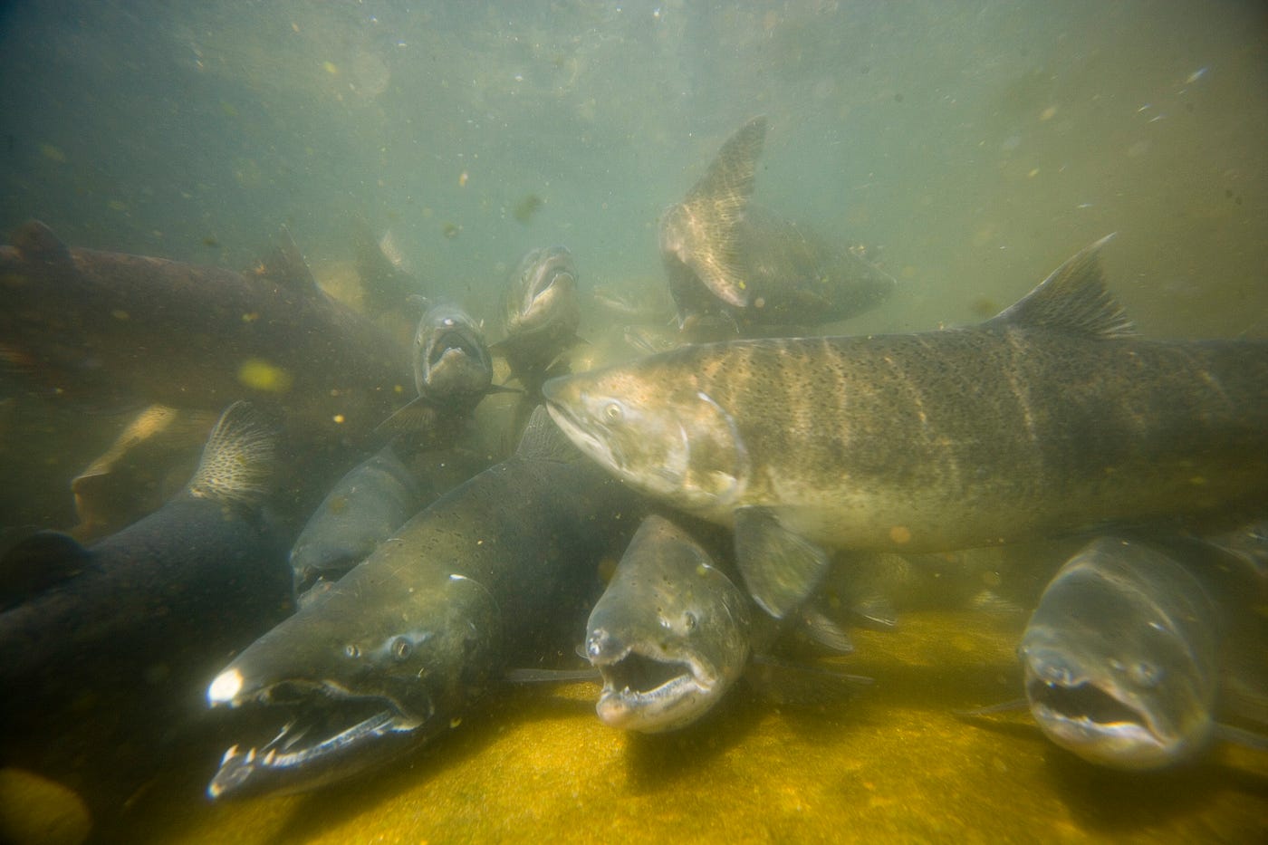 What a Year! Record Return of Tule Fall Chinook Salmon at Spring Creek  National Fish Hatchery | by USFWS Columbia Pacific Northwest Region | USFWS  Pacific NW Region | Medium