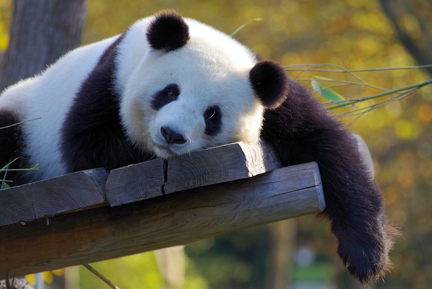 How to Find and Replace with Python and Pandas | by David Allen | Medium