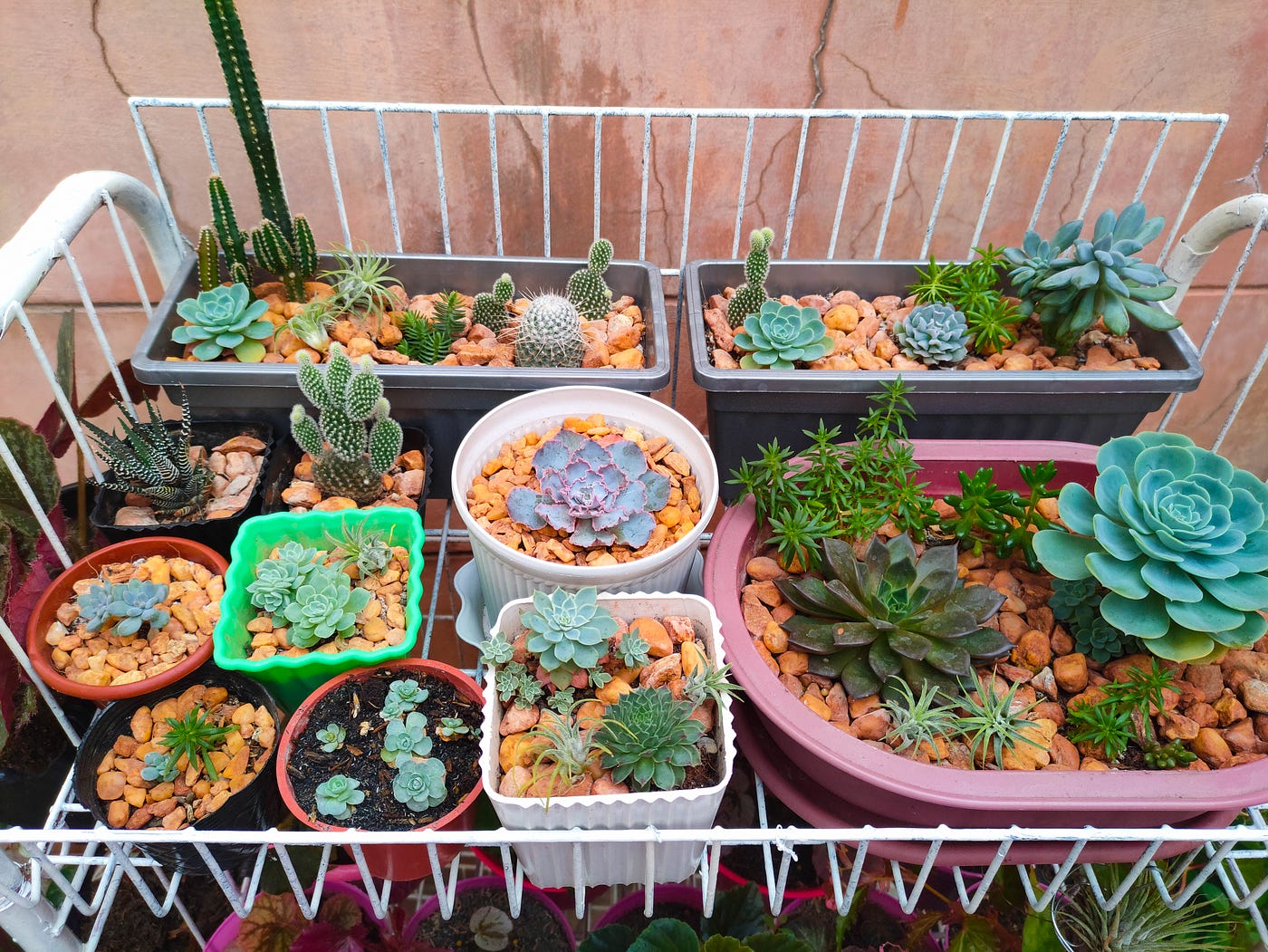 How My Brother And I Started A Plant Business With Less Than $100 | by Mari  Concepcion | Yard Couch | Medium