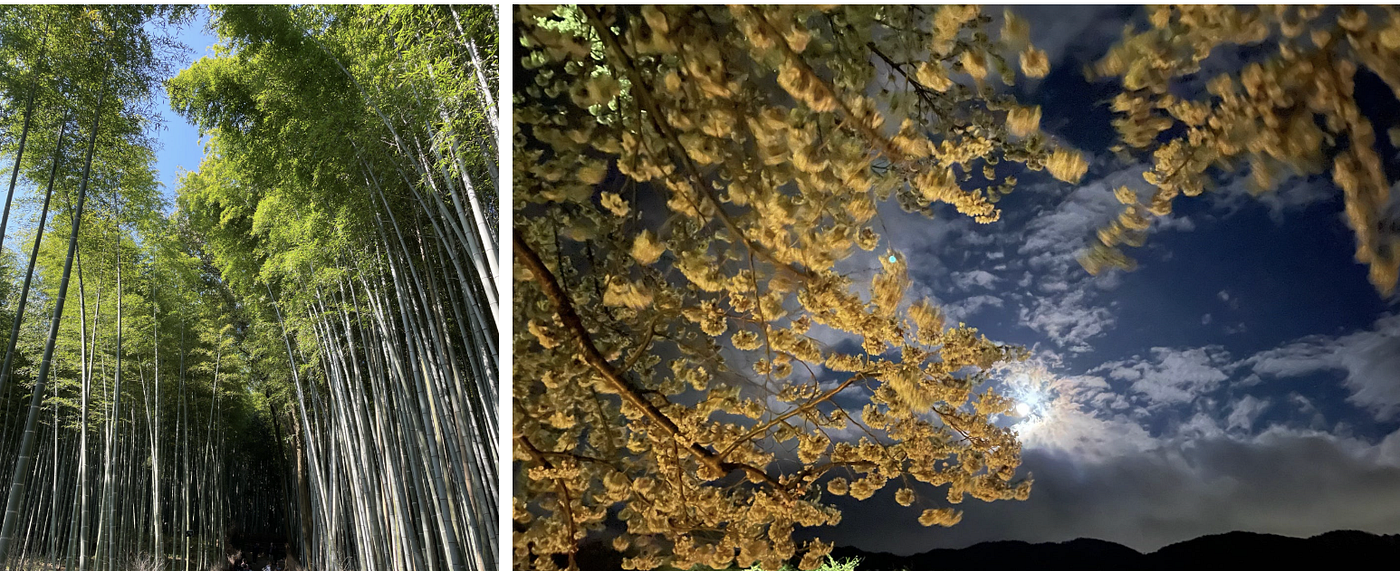 왼쪽 (대나무 숲 아라시야마). 오른쪽 (밤의 벚꽃). 찬토 스루, 신린요쿠, 그리고 기세츠칸을 받아들이는 것이 일상을 소중히 여기는 데 어떻게 도움이 되었는가