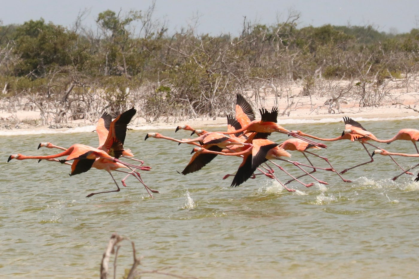 Don’t worry, we didn’t startle them. These photos were taken from a great distance.