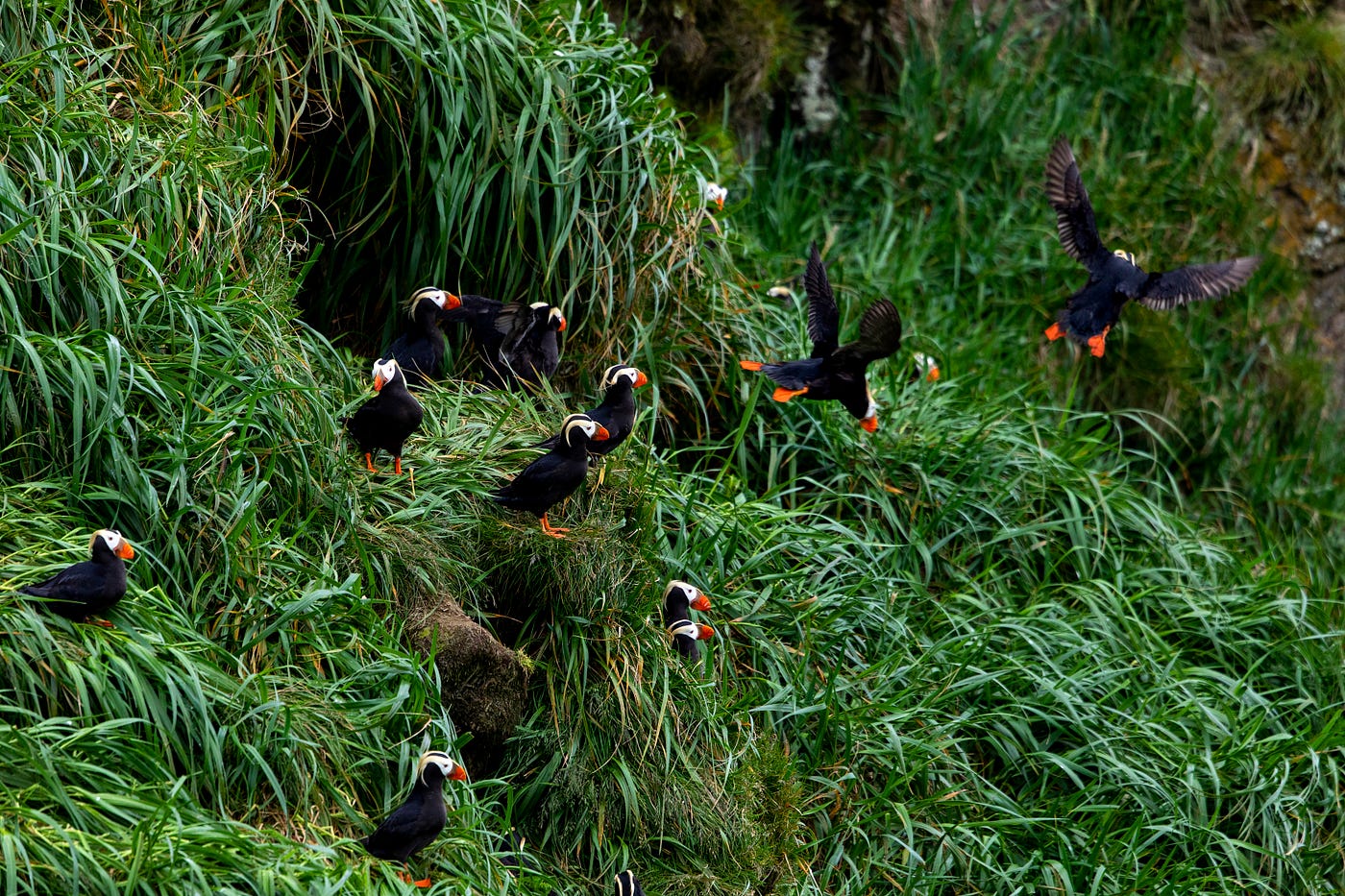 Maine's puffins on upward swing - The Wildlife Society