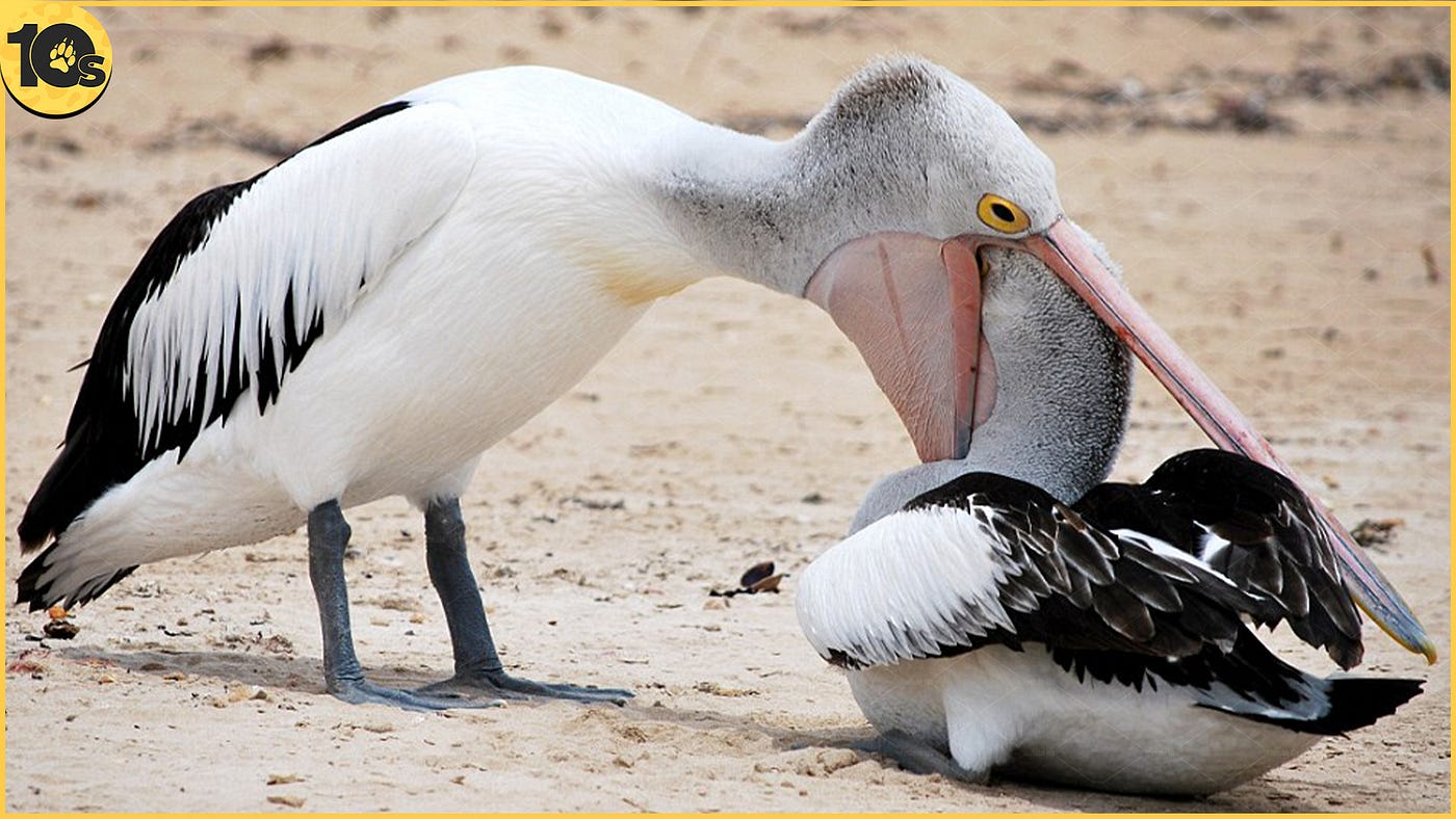 What Birds Eat Other Birds: Nature's Predatory Avians