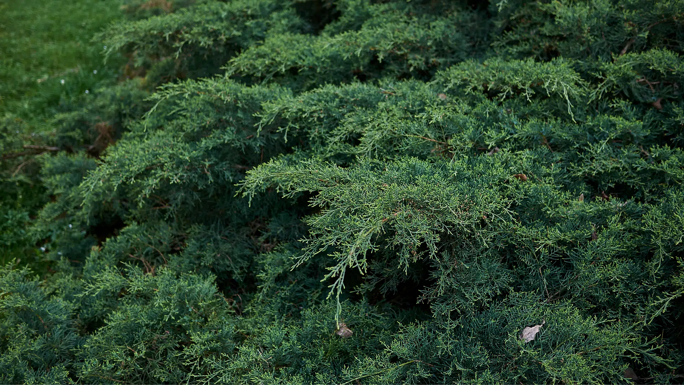 The Michigan Cedar Survival Guide: Science-Backed Care for Evergreens