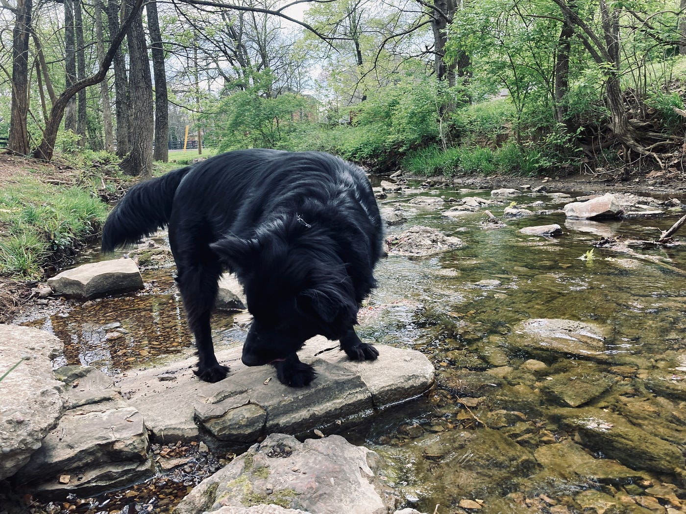 Taking A Coffee Mug On A Dog Walk
