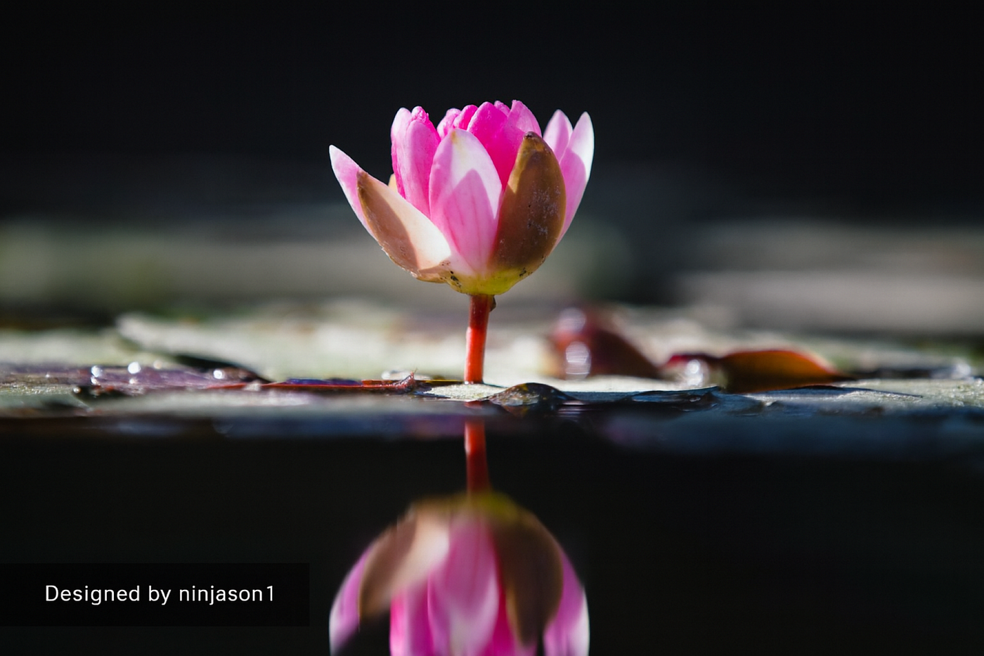 Healing from the Inside Out Series #42: Why a Pure Heart is Necessary for True Self-Expression