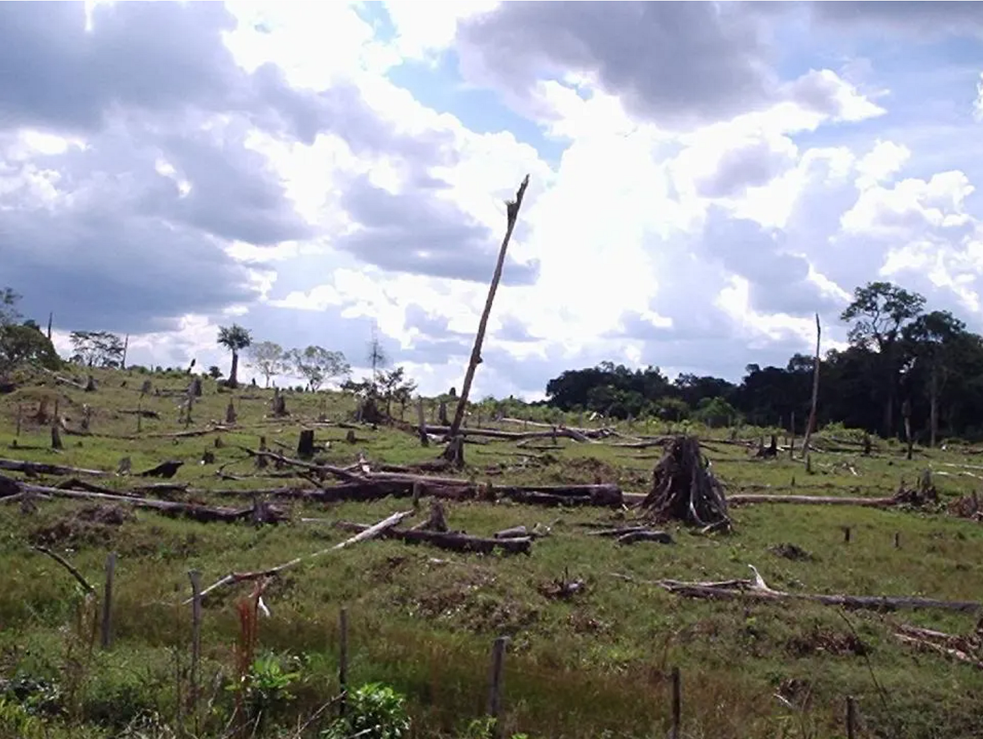 This hellscape was once a tropical rainforest. (Credit: Daniele Gidsicki / CC BY 2.0)