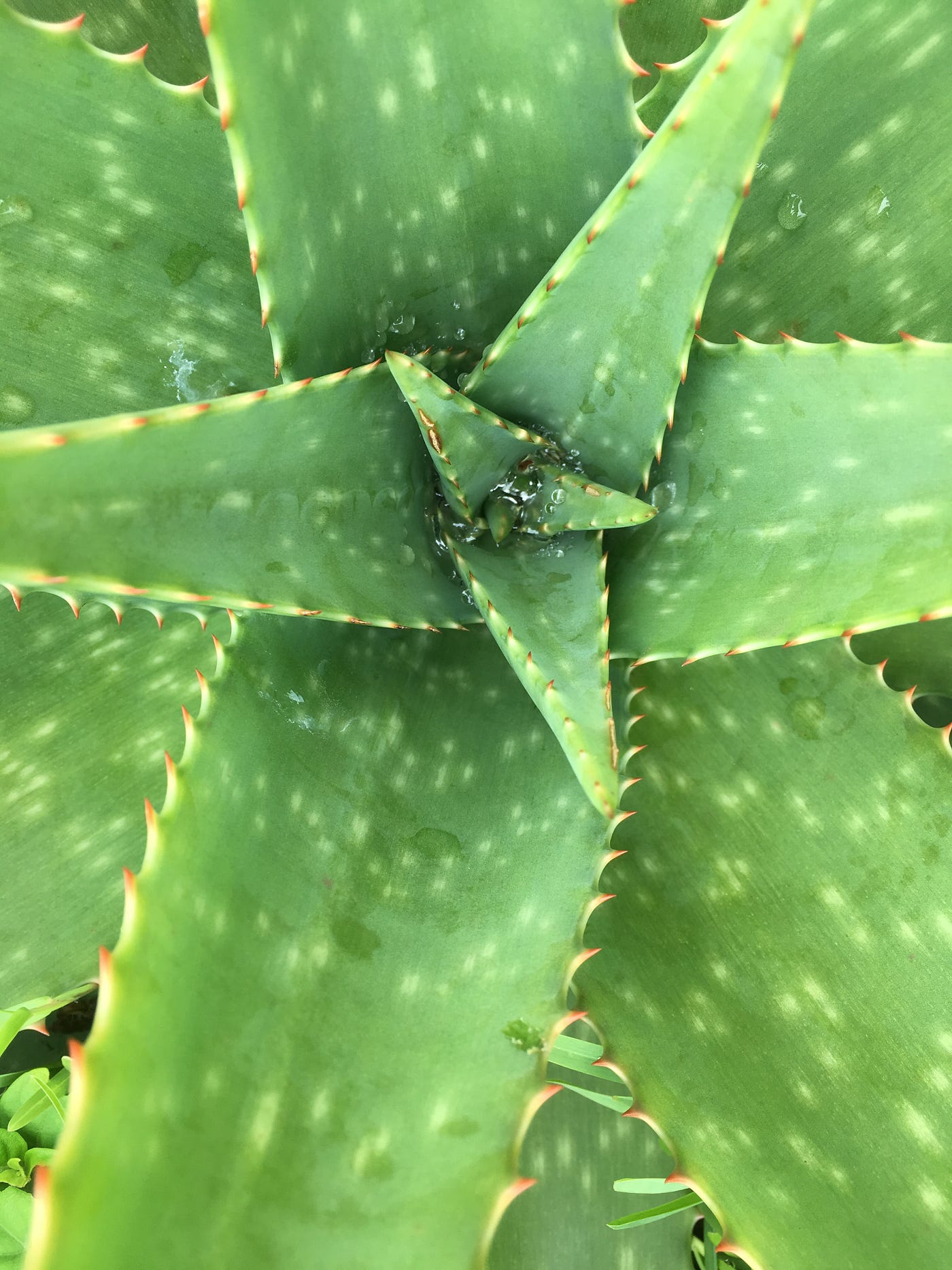 11 poisonous succulents that might be growing in your home right now | by  Jimmy Candou | Medium