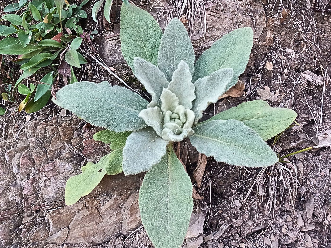 rabbit tobacco vs mullein Discovering Mullein: A Common Yet Powerful Medicinal Plant | by Melanie  Weird