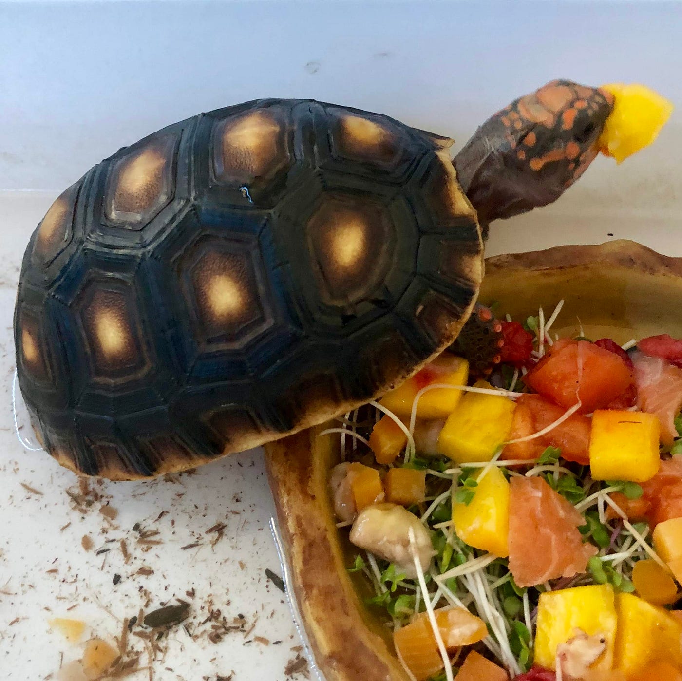 Red Footed Tortoise Diet: Ultimate Guide for Healthy Growth