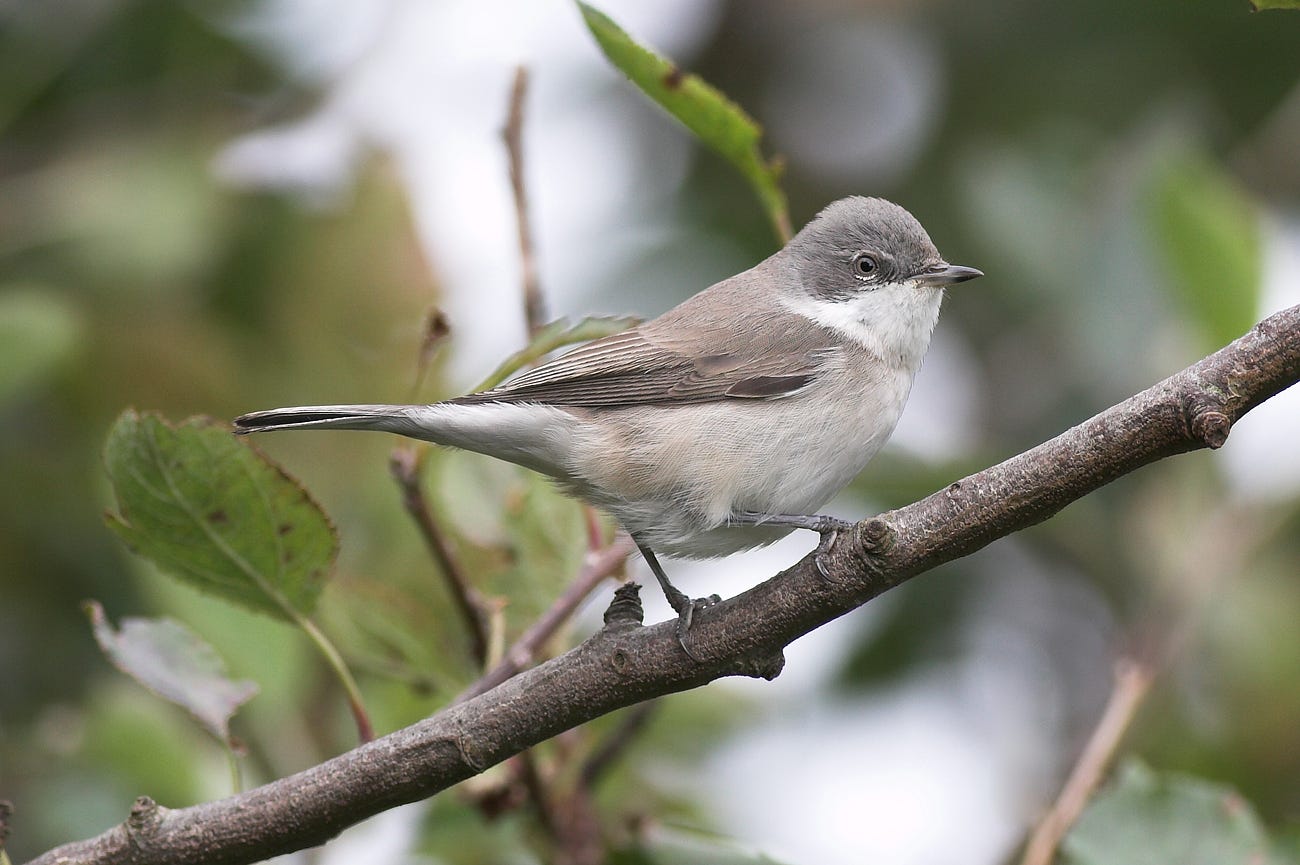 15 Birds With Spectacularly Fancy Tail Feathers