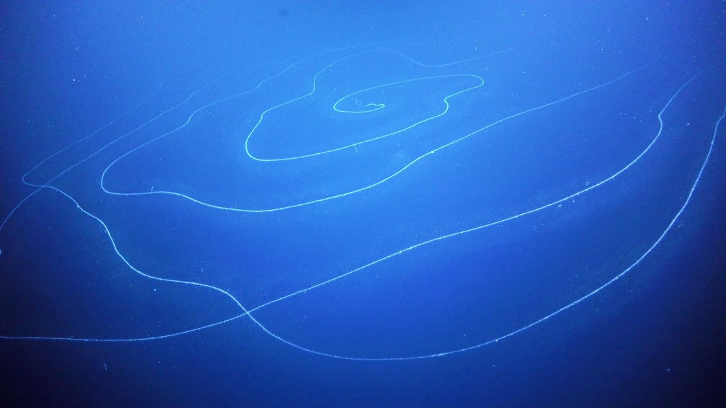 The world’s longest sea creature, a 150-foot siphonophore, looks like an electric blue spiral in a darker blue sea.