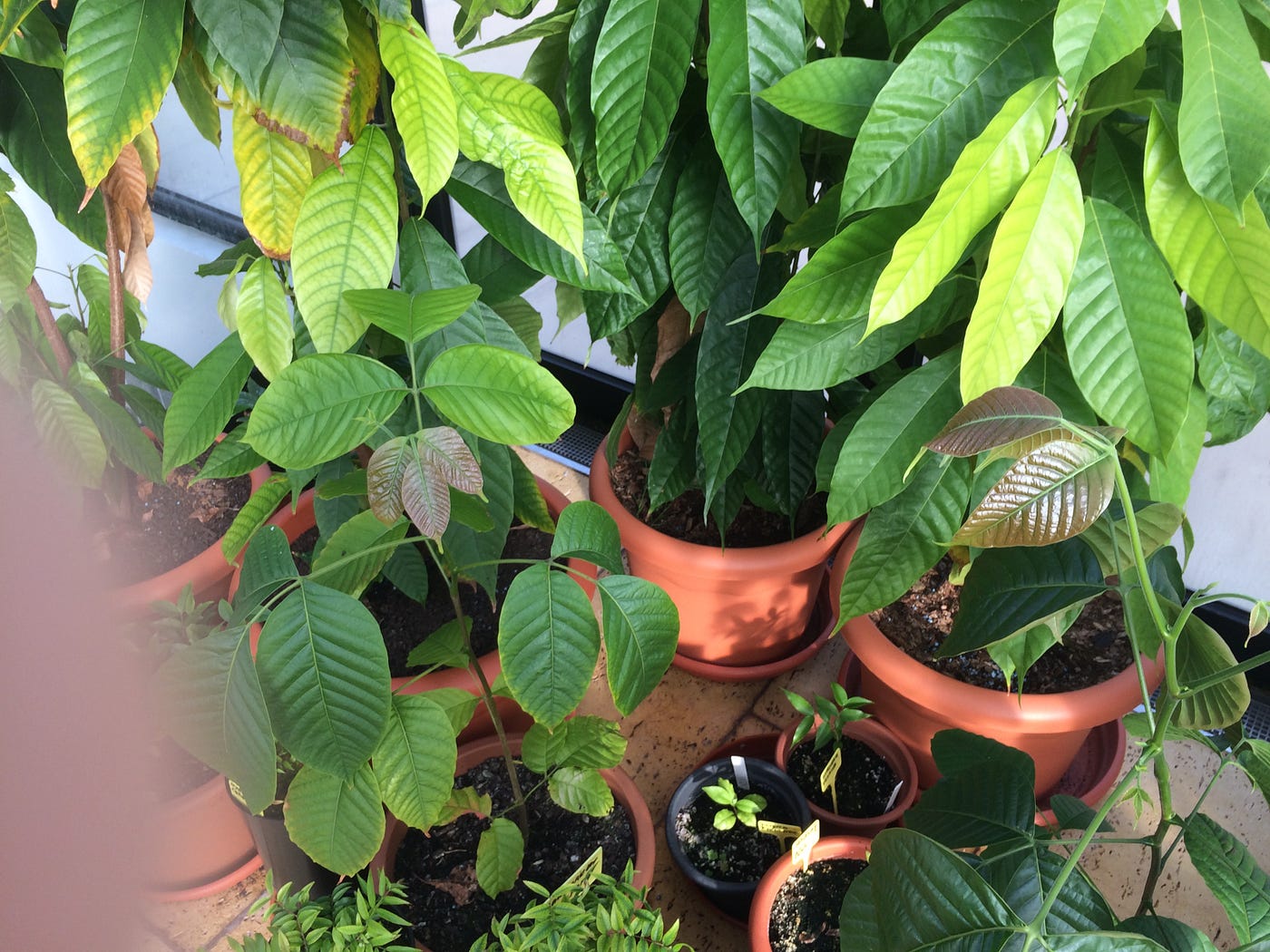 Can You Grow Cocoa in a Greenhouse: Uncover the Secrets