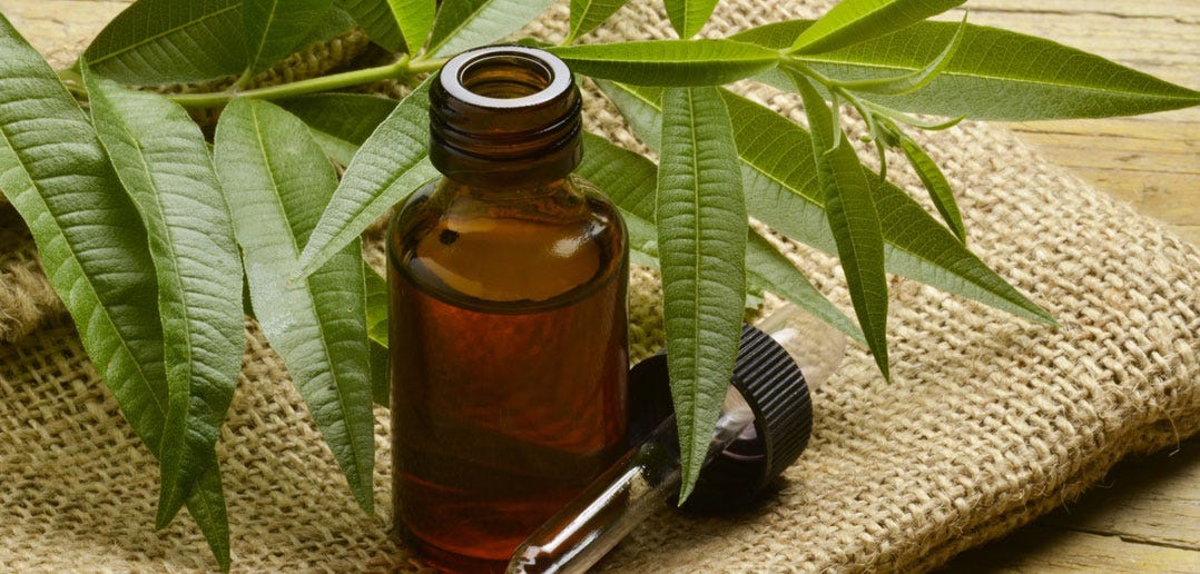 Tea Tree Oil Hemorrhoid Treatment | by Allen Kamrava | Medium