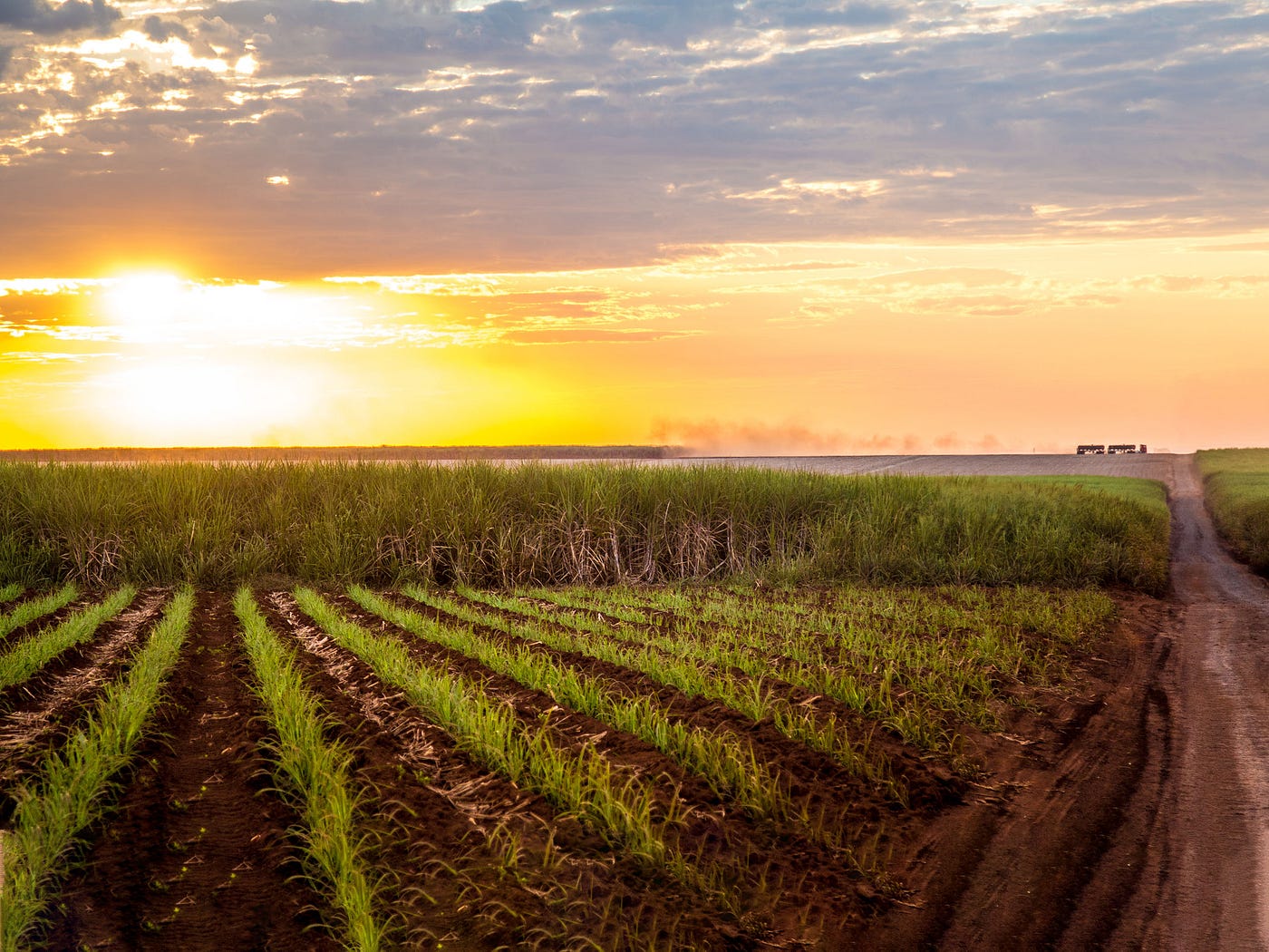 Stay Tuned: Interpreting Sugar Futures, 24 April 2024