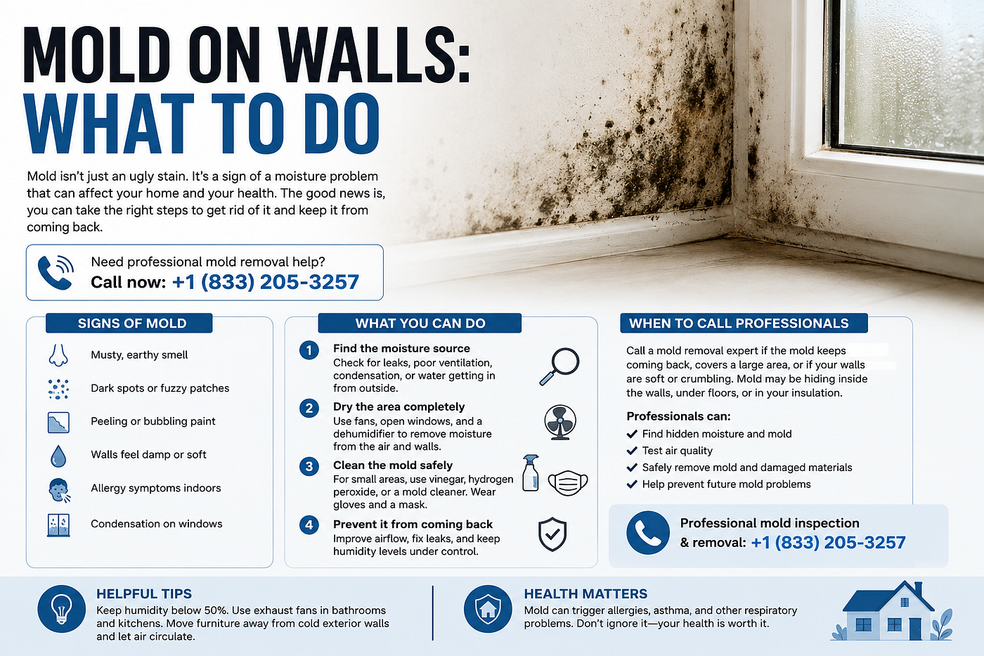 Mold on Walls: What to Do
