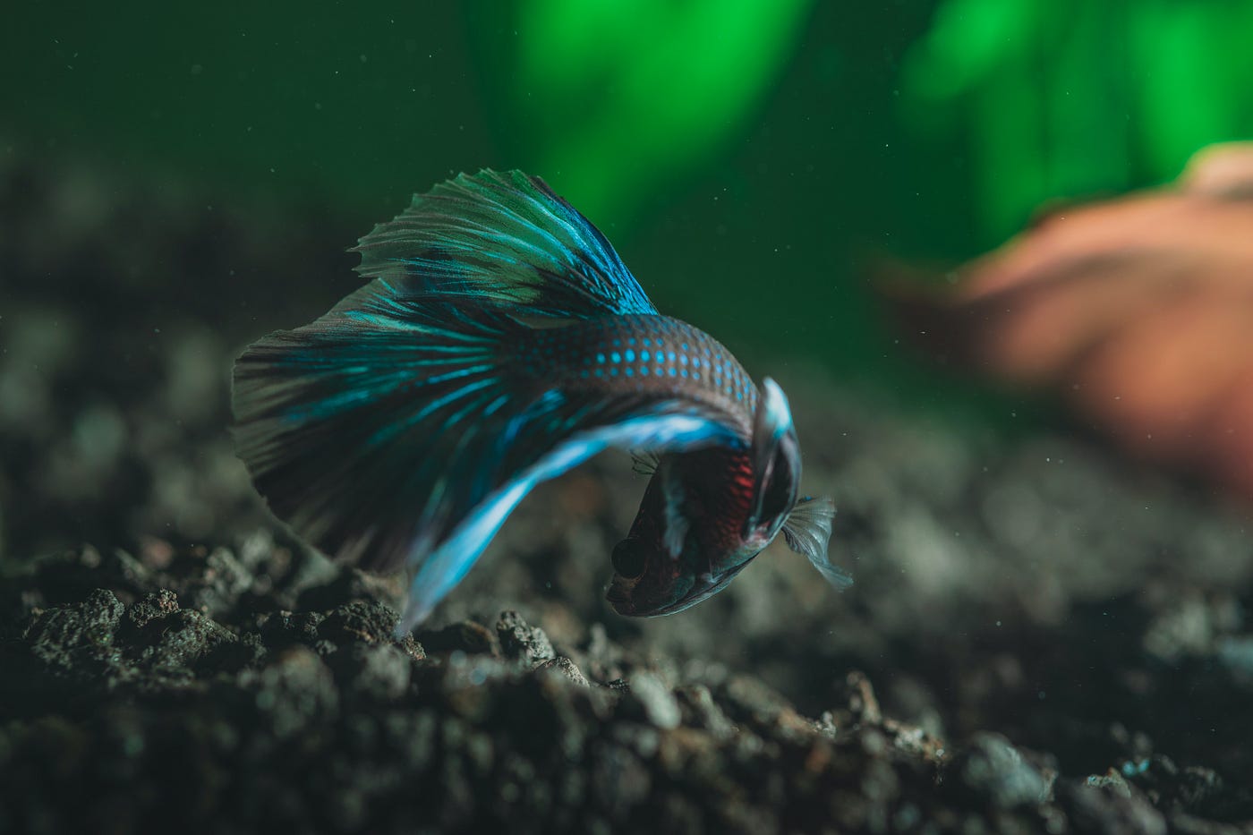 17 Best Freshwater Aquarium Fish. Fish are friends, and maybe your next…, by Fish Enthusiast, Creatures