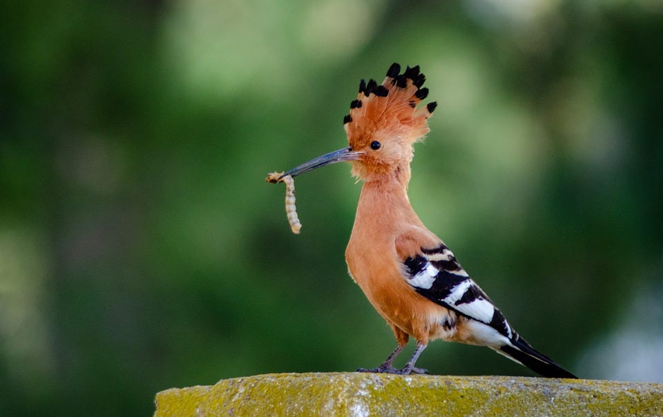 What Would a South African Bird Watcher Say: Stunning Wildlife Secrets