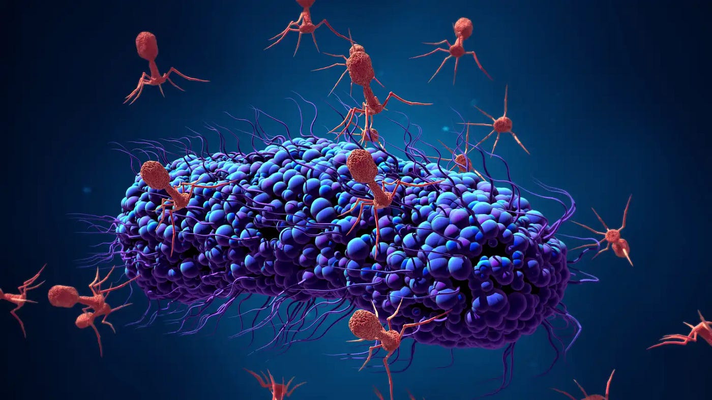This illustration shows the basic principle of phage therapy