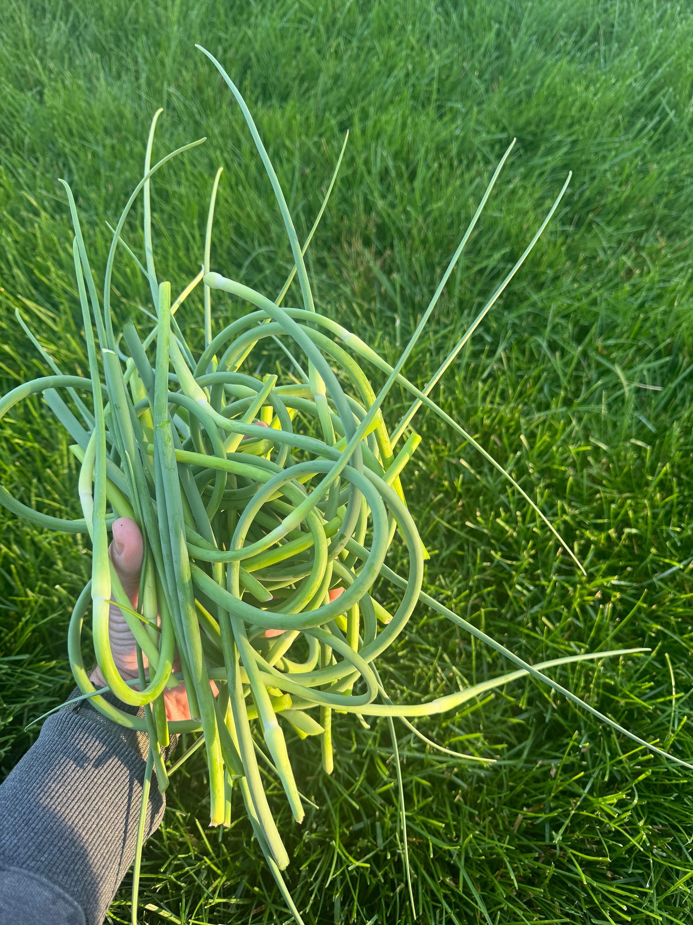 It's Easy to Grow Garlic in Your Backyard (No, Really) | by Brian Patrick |  Tastyble
