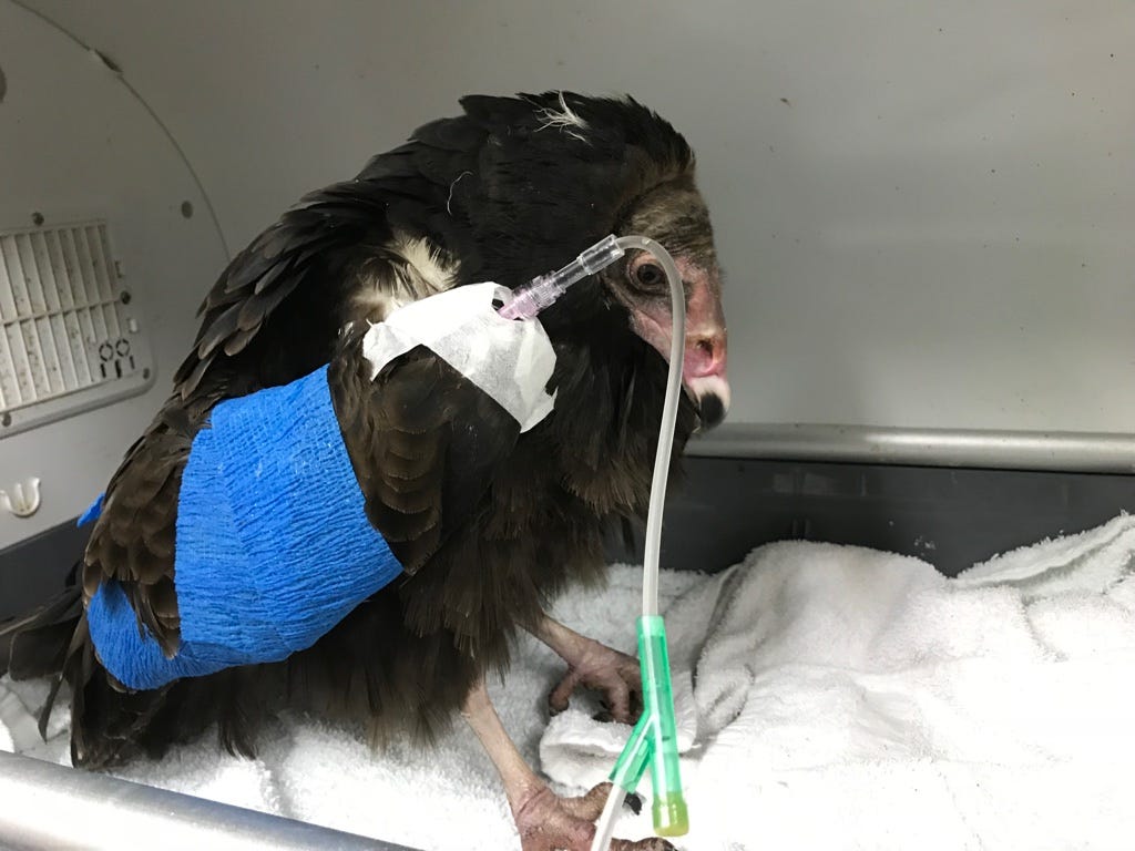 What Do You Feed a Hurt Bird: Essential Care Tips Revealed