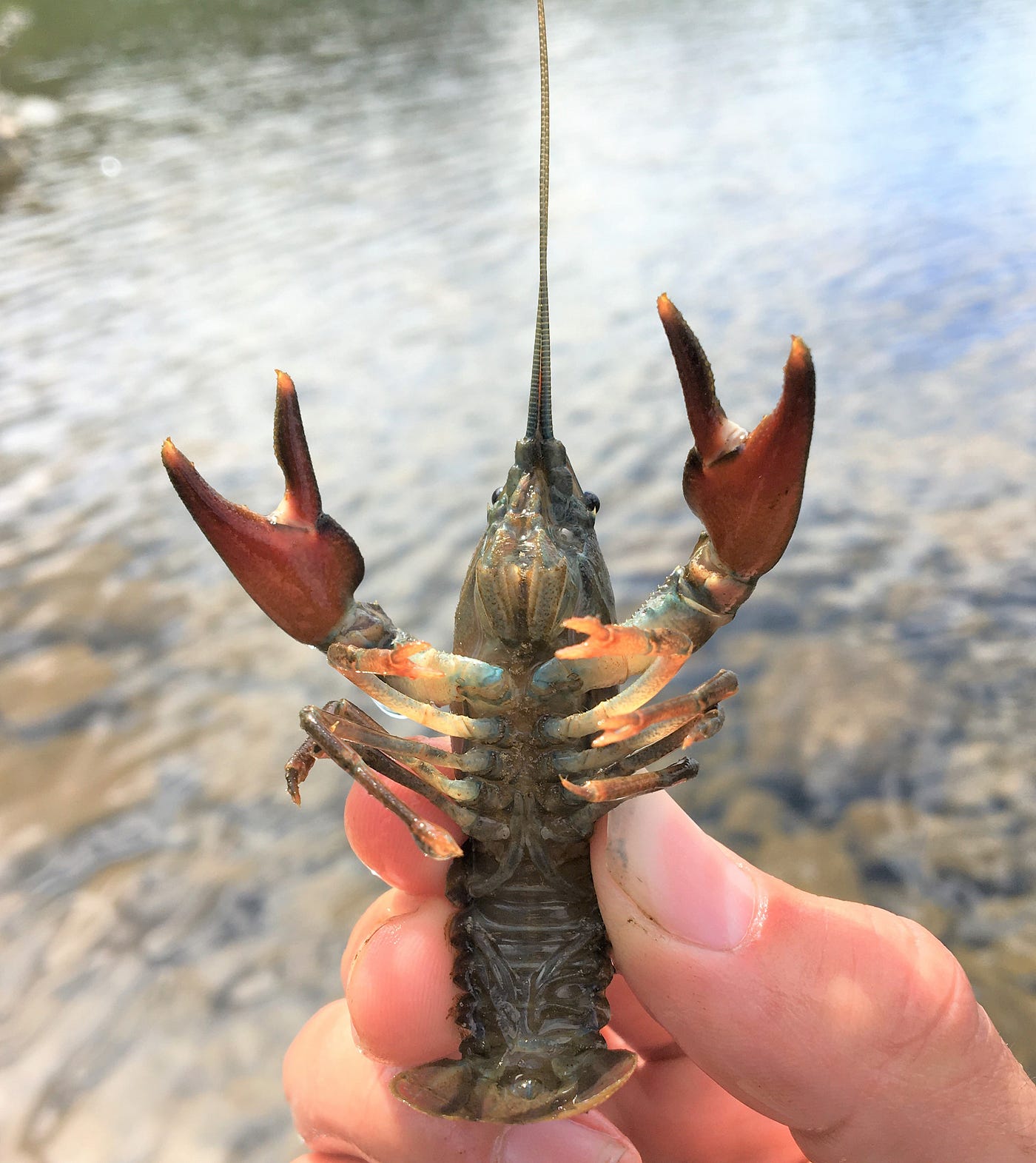 Bad 'dads: Crawdads of Kodiak. A conversation about crayfish in