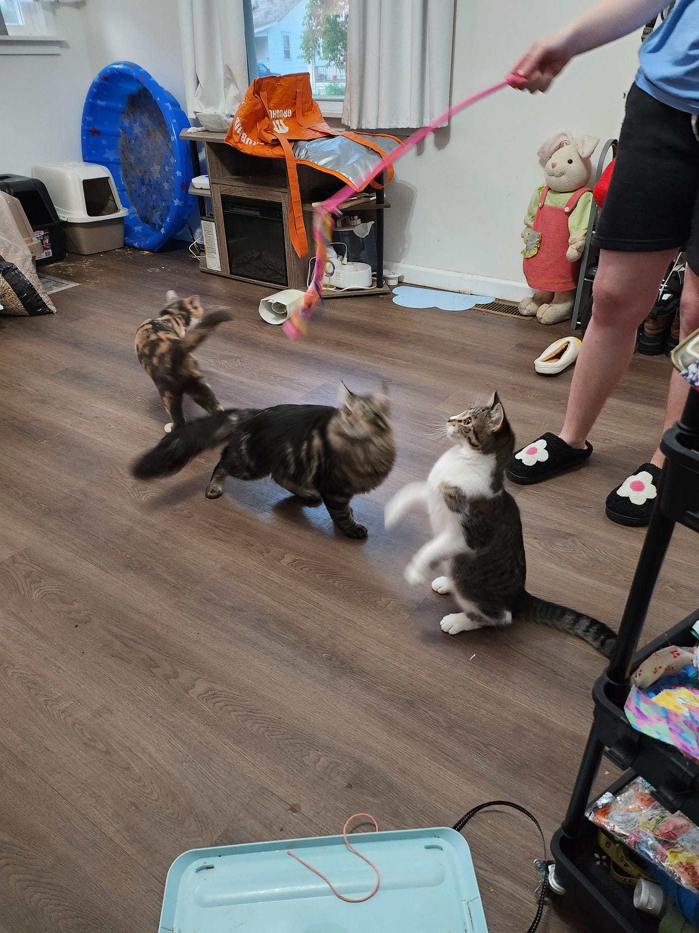 Inside a Cat Sanctuary: Lifelong Care, Quiet Lessons, and Real Truths