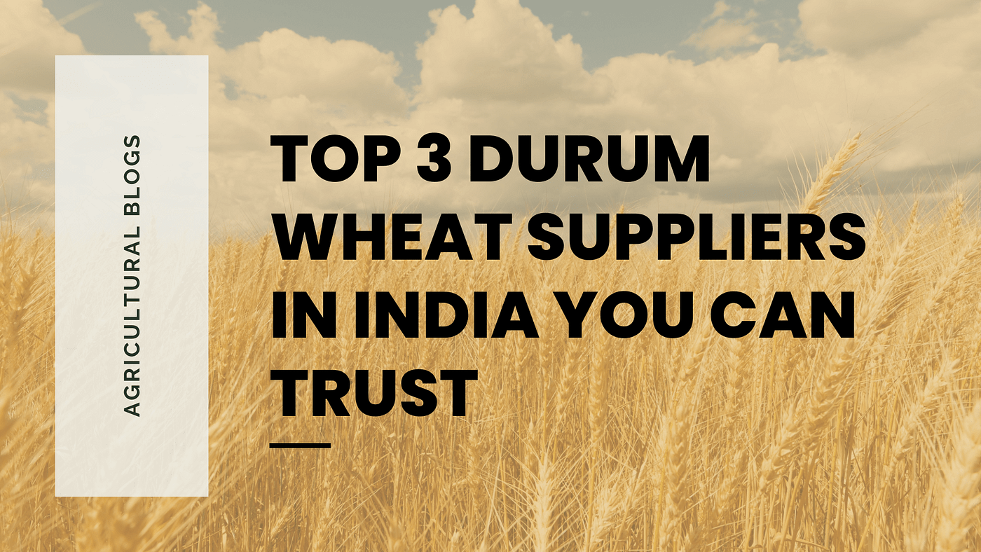 3 Top Durum Wheat Suppliers In India You Can Trust