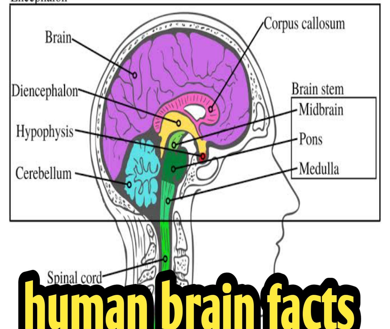 Unbelievable Facts About Human Brain Fascinating Facts About The Human