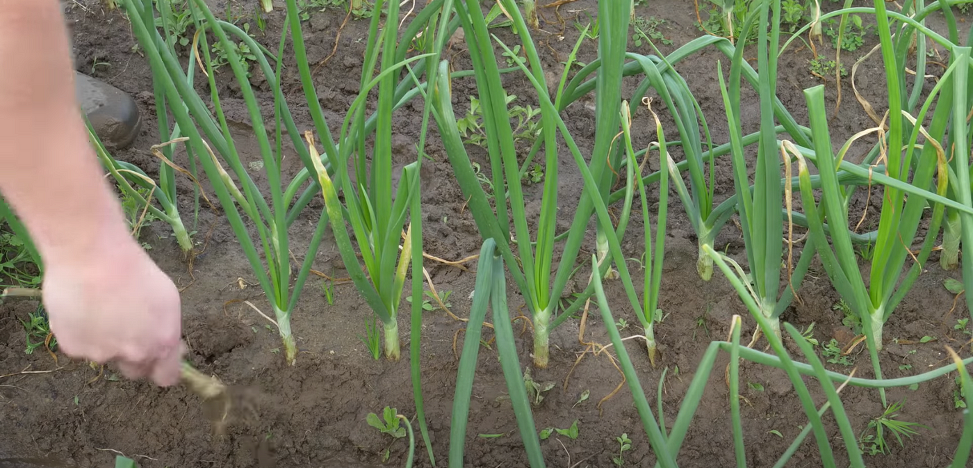 The 101 guide on how to cut, cook, store green onions/scallions